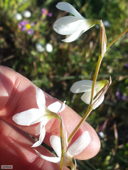 Hesperantha bachmannii