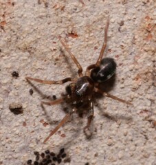 Phrurolithus