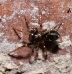 Phrurolithus