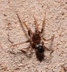 Phrurolithus
