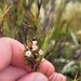 Dracophyllum longifolium septentrionale - Photo (c) Oscar Grant, μερικά δικαιώματα διατηρούνται (CC BY-NC), uploaded by Oscar Grant