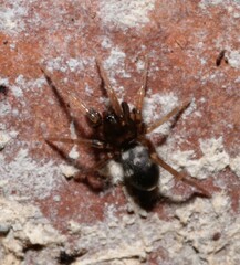 Phrurolithus