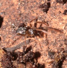 Phrurolithus