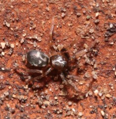 Phrurolithus