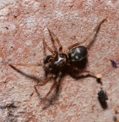 Phrurolithus
