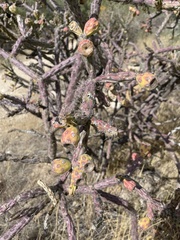 Cylindropuntia thurberi versicolor