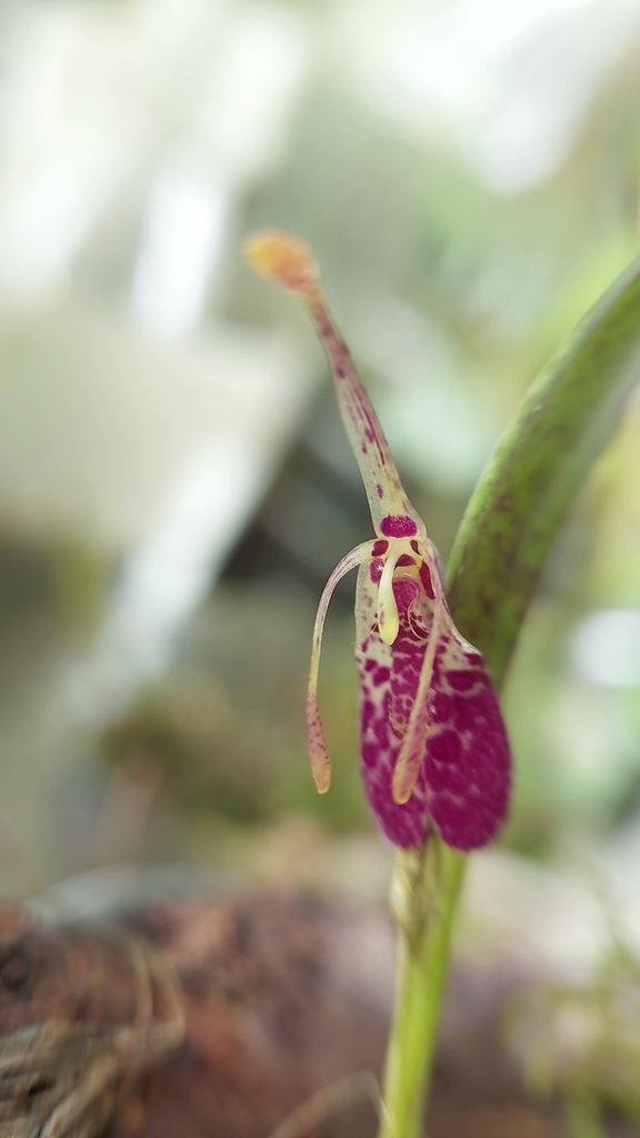 Restrepia muscifera