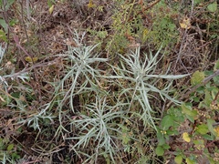 Ambrosia confertiflora