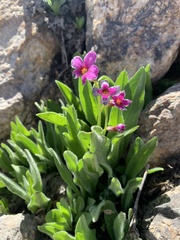 Primula parryi