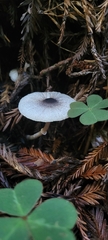 Lepiota atrodisca