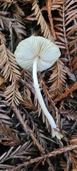 Lepiota atrodisca