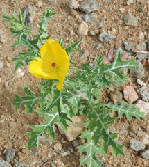 Argemone mexicana