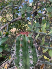Pachycereus pecten-aboriginum