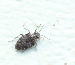 Saldula saltatoria