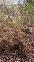Eupatorium capillifolium