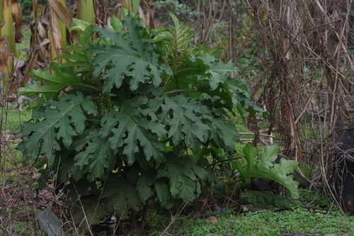 Solanum chrysotrichum image