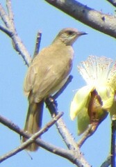 Pycnonotus conradi