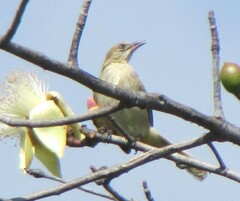 Pycnonotus conradi