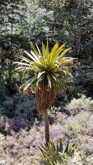 Cordyline indivisa