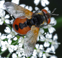 Gymnosoma rotundatum