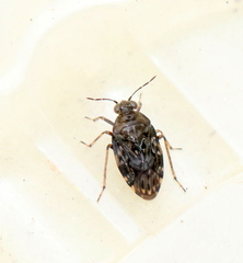 Saldula saltatoria