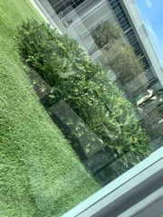 Thaumatophyllum xanadu