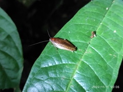 Blaberoidea