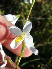 Hesperantha bachmannii