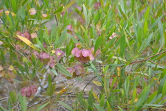 Dodonaea viscosa