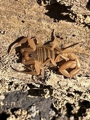 Centruroides exilicauda