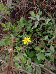 Heterotheca inuloides