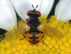 Gymnosoma nitens