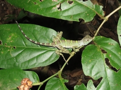 Enyalius catenatus