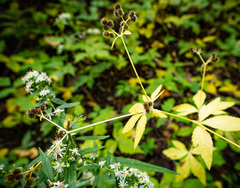 Sanicula canadensis canadensis