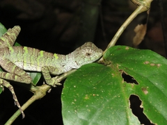Enyalius catenatus