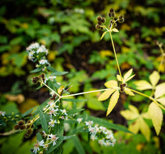 Sanicula canadensis canadensis