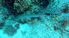 Aulostomus strigosus