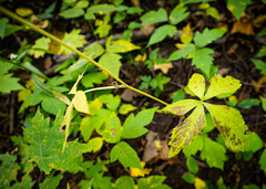 Sanicula canadensis canadensis