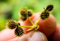 Sanicula canadensis canadensis