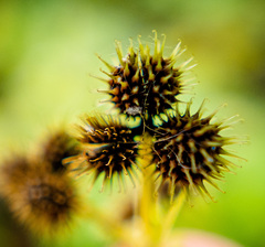 Sanicula canadensis canadensis