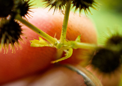 Sanicula canadensis canadensis