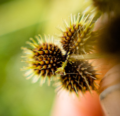 Sanicula canadensis canadensis