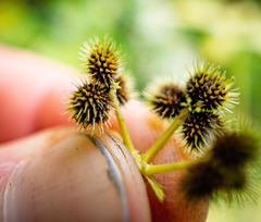 Sanicula canadensis canadensis