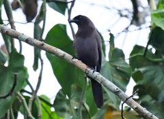 Cyanocorax cyanomelas