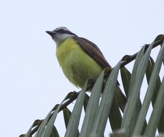 Pitangus sulphuratus