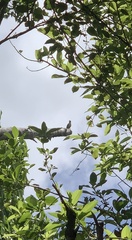 Todiramphus sanctus vagans