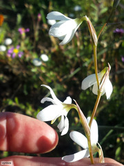 Hesperantha bachmannii