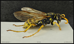 Polistes dominula
