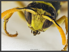 Polistes dominula