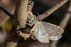 Alsophila